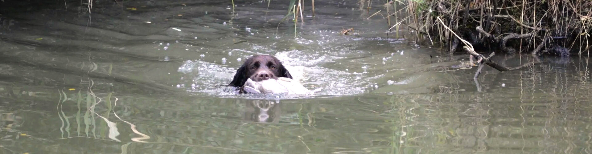 Münsterländer apportiert durch Wasser