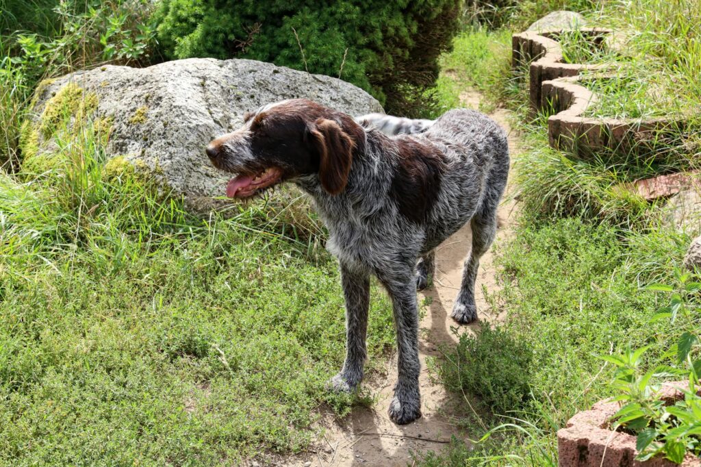 (C) Andrzej Dworakowski | Pexels.com Deutsch Drahthaar auf einem Wanderweg stehend