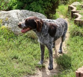 german wirehaired pointer standing on a grass field